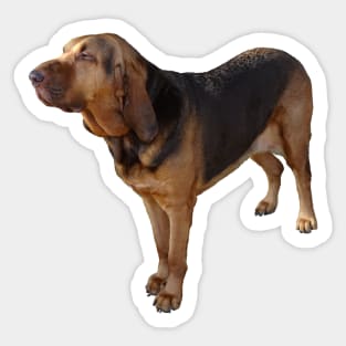 Bloodhound Sticker